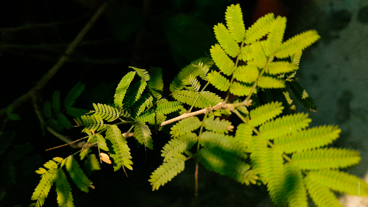 Bright green pinnate leaves on a slender branch against a dark background.