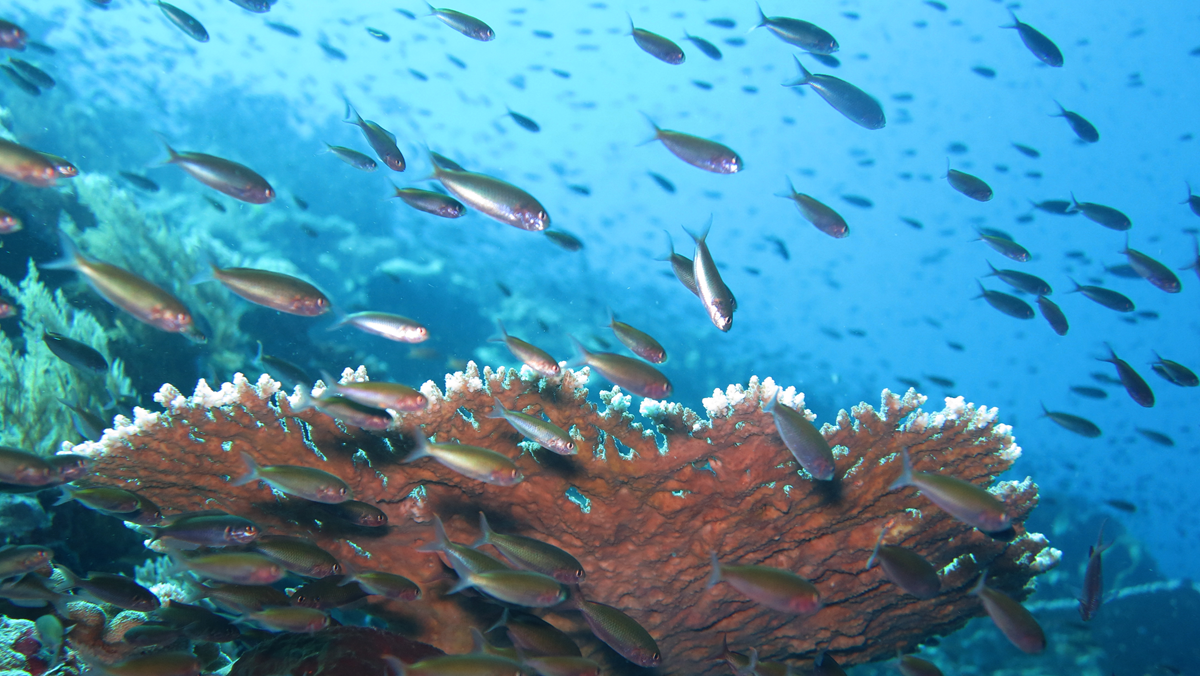 A large school of small silver fish swimming over a wide, fan-shaped coral formation.