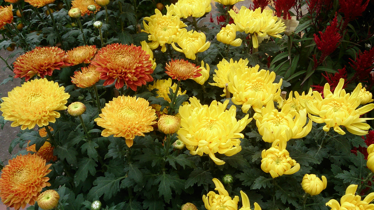 A cluster of bright yellow and orange chrysanthemum flowers in bloom.