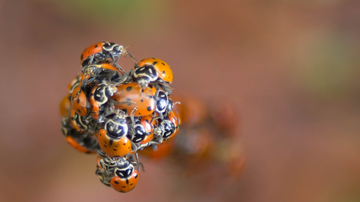 A large cluster of ladybugs clinging to a stem.