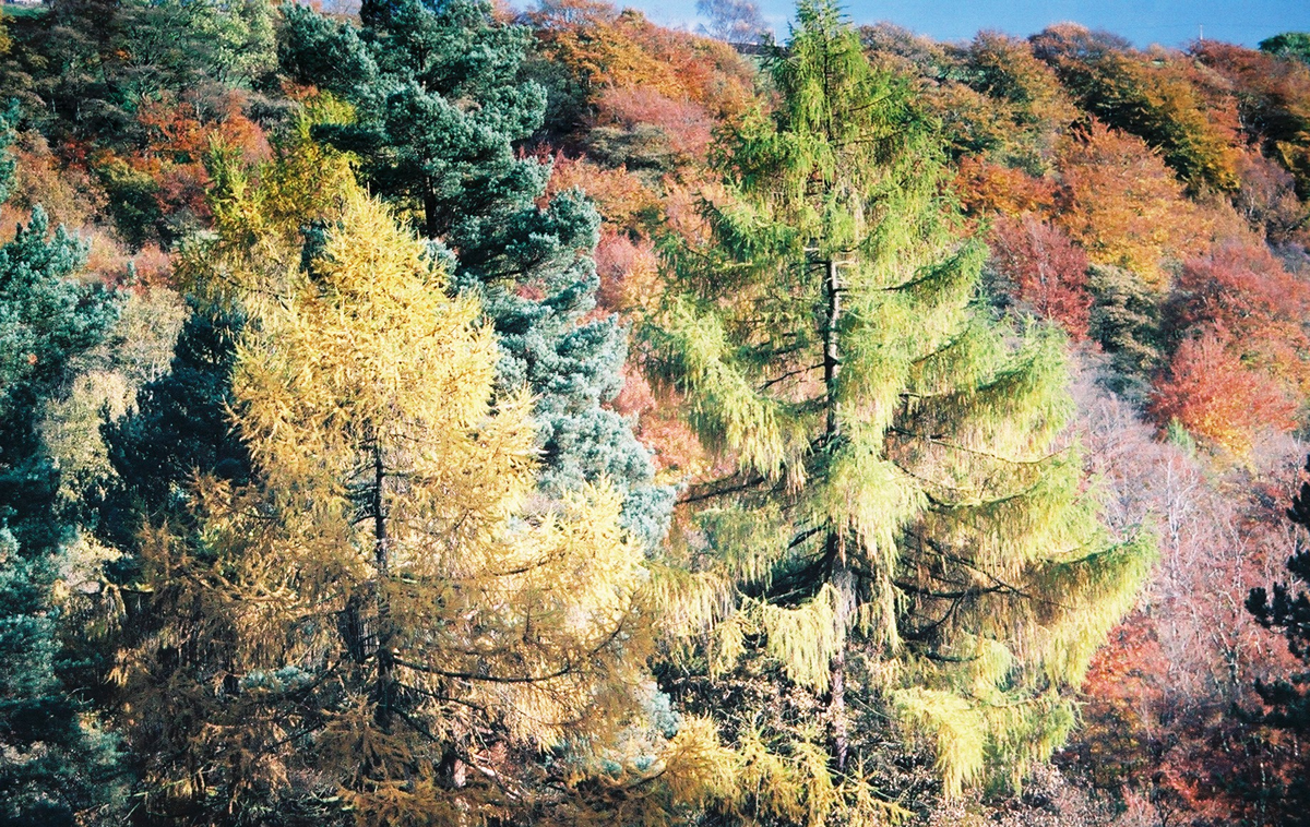 Coniferous trees with yellowing needles stand in front of a hillside covered in autumn foliage.