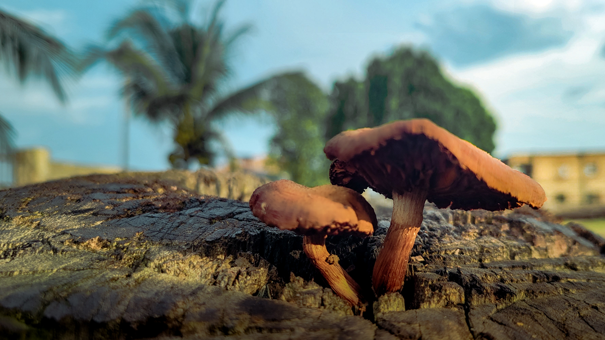 Two brown mushrooms growing out of a weathered tree stump.