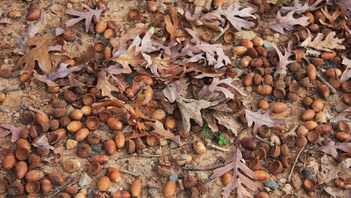 Brown oak leaves and scattered acorns on the dirt ground.