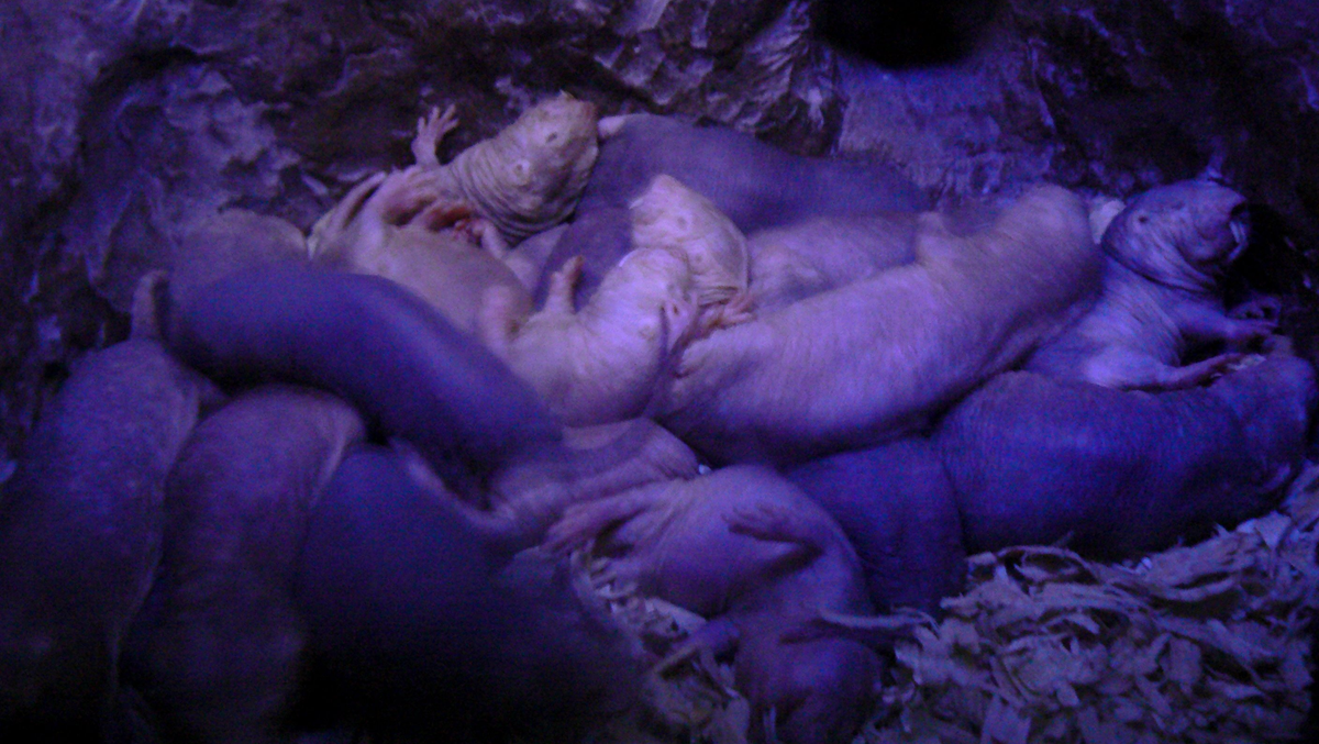 A group of naked mole-rats huddled together in a dimly lit underground burrow, their wrinkled, hairless bodies illuminated by purple-tinted light.
