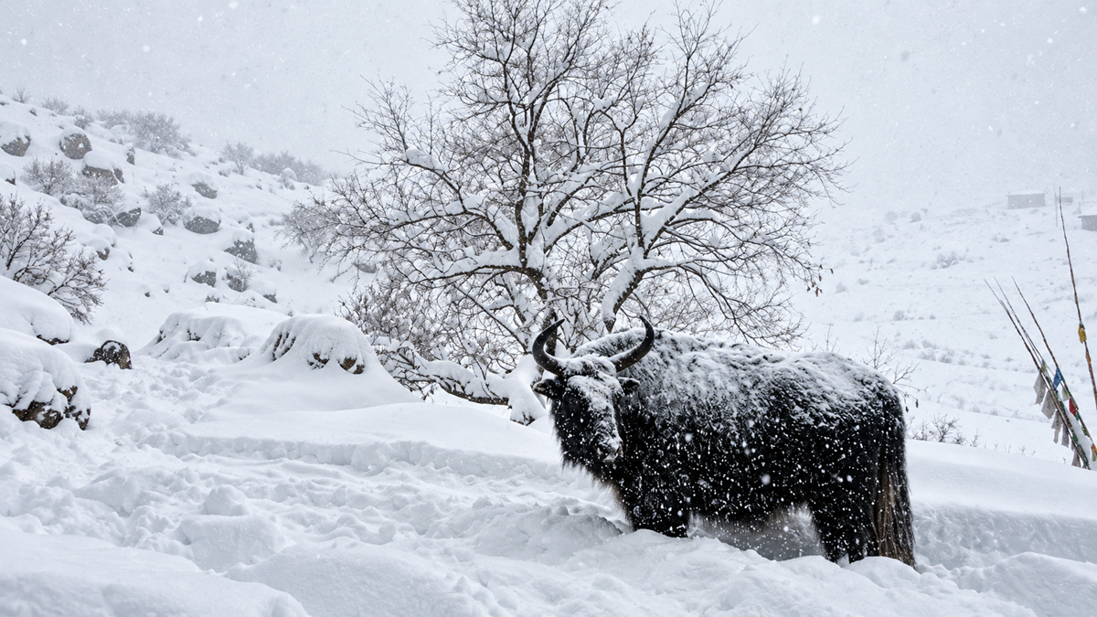 A black yak stands in deep snow during a snowfall, surrounded by snow-covered trees and rocks in a mountainous landscape.
