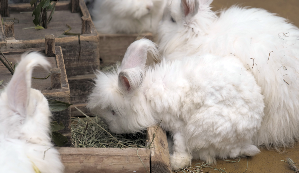 Several fluffy white Angora rabbits eating hay from wooden crates.