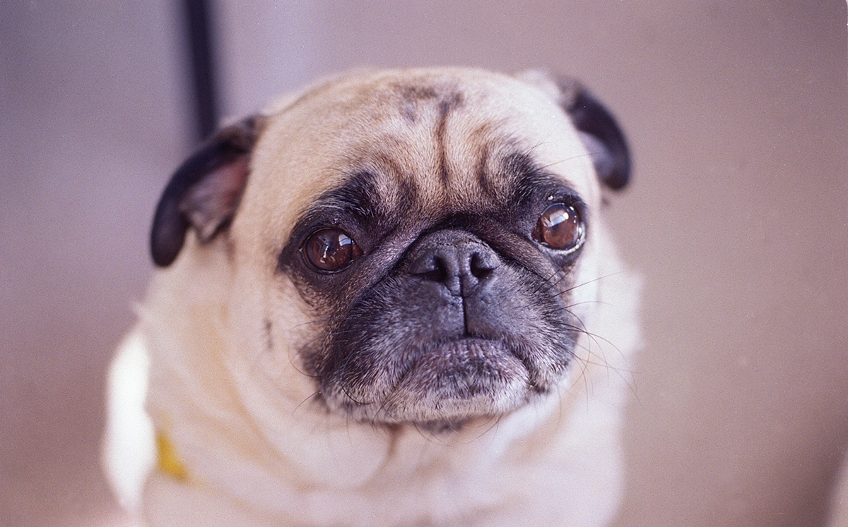 Animal breed. Close-up portrait of a pug looking forward.