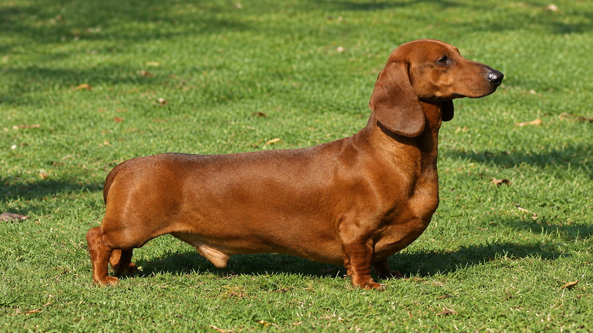 A smooth-coated brown dachshund standing in profile on a grass lawn.