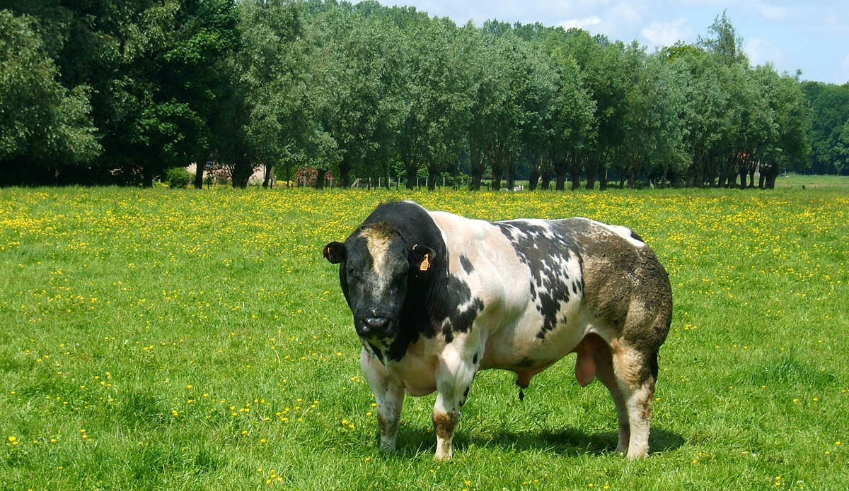 A black and white bull stands in a grassy field filled with yellow wildflowers.