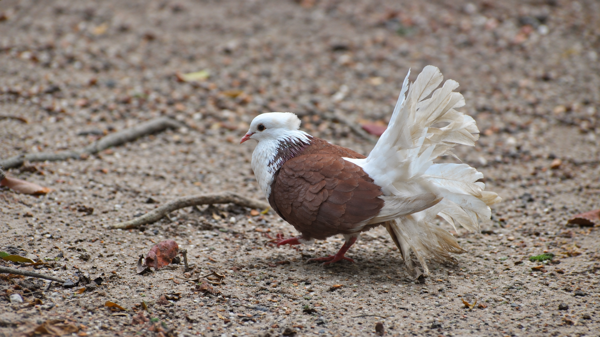 A fantail pigeon with a white head and tail and brown wings walking on a dirt path.