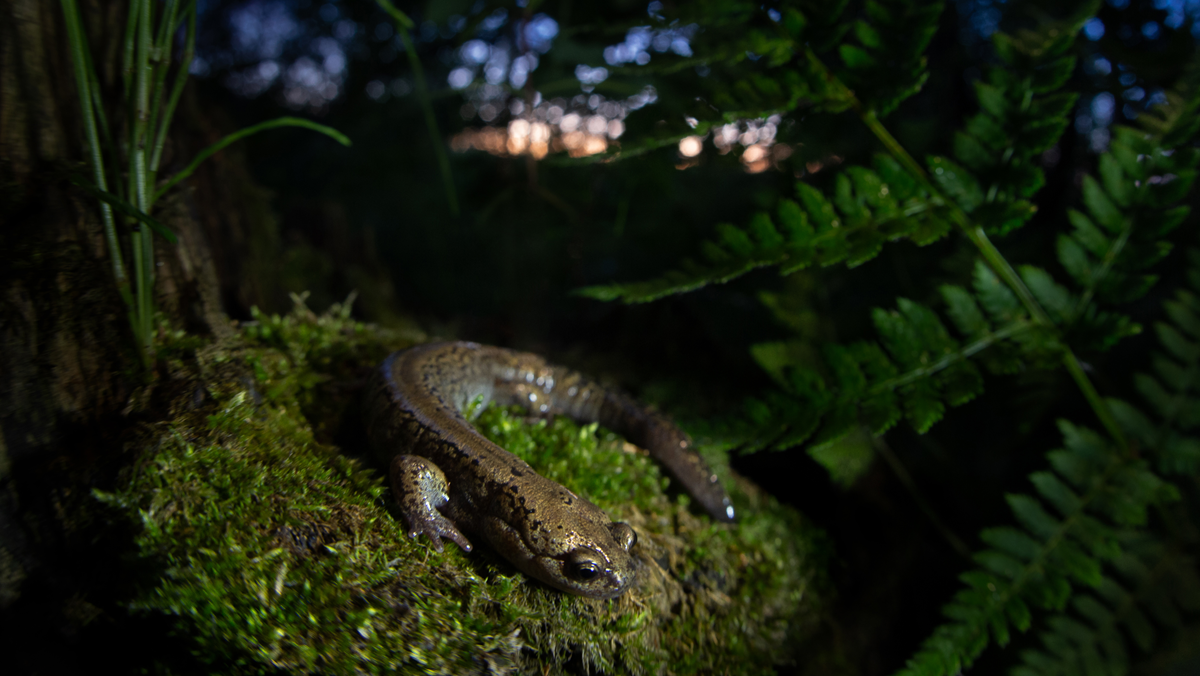 A brown salamander rests on mossy ground in a dark forest, with ferns in the foreground and blurry evening light in the background.