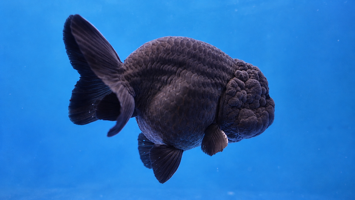 A black oranda goldfish swimming against a bright blue background.