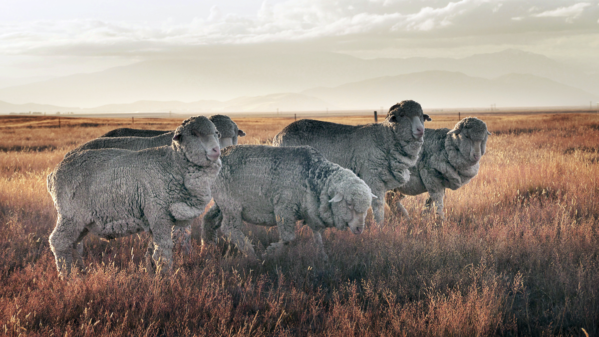 A small flock of sheep grazing in a golden meadow with mountains in the background.