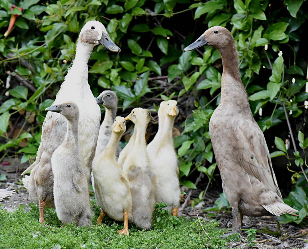 Two adult ducks standing on either side of four ducklings in front of green foliage.