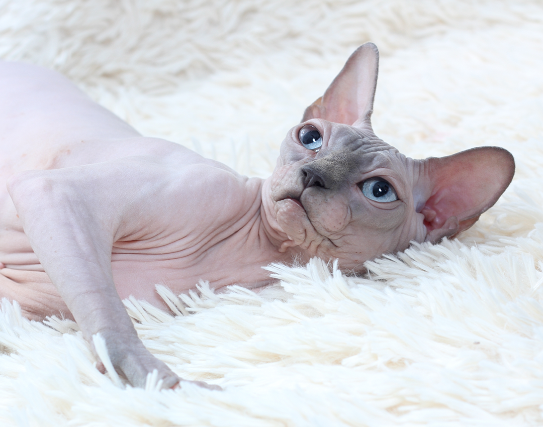 A hairless Sphynx cat with blue eyes lying on a fluffy white blanket.