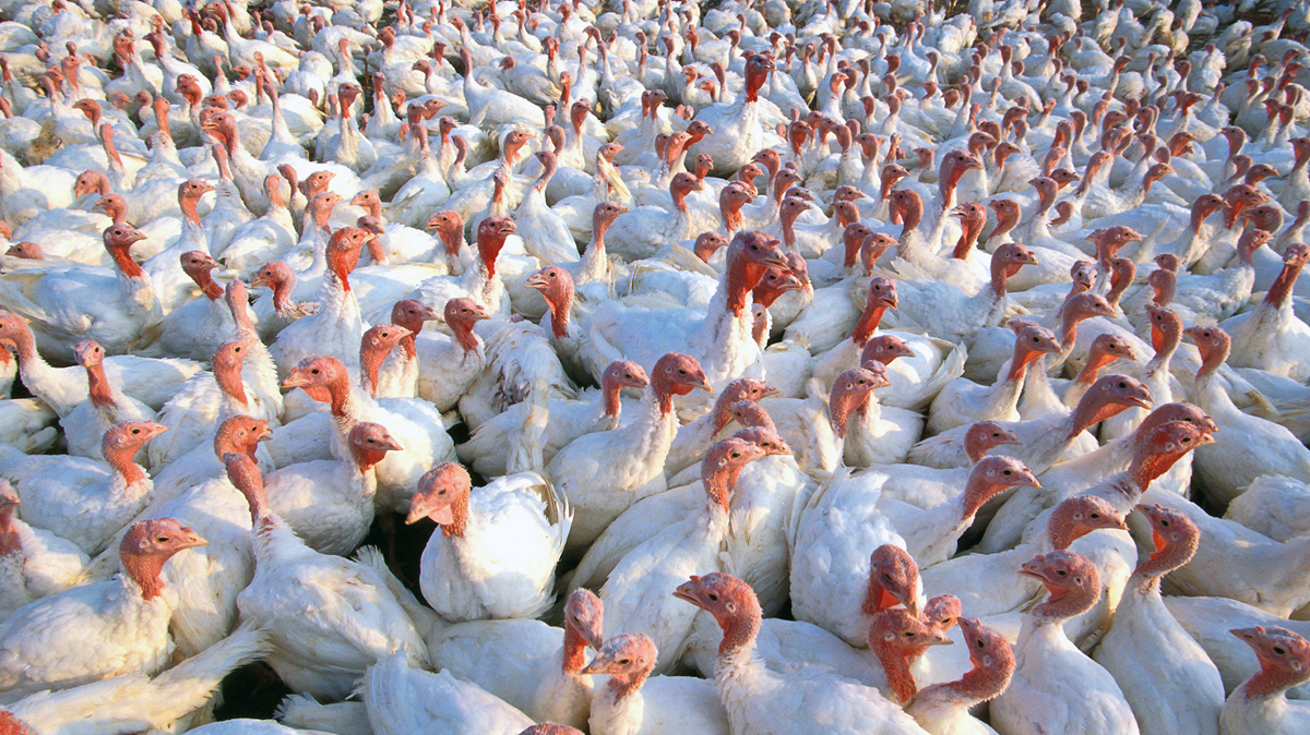 A large flock of white turkeys with red heads crowded together in an indoor enclosure.