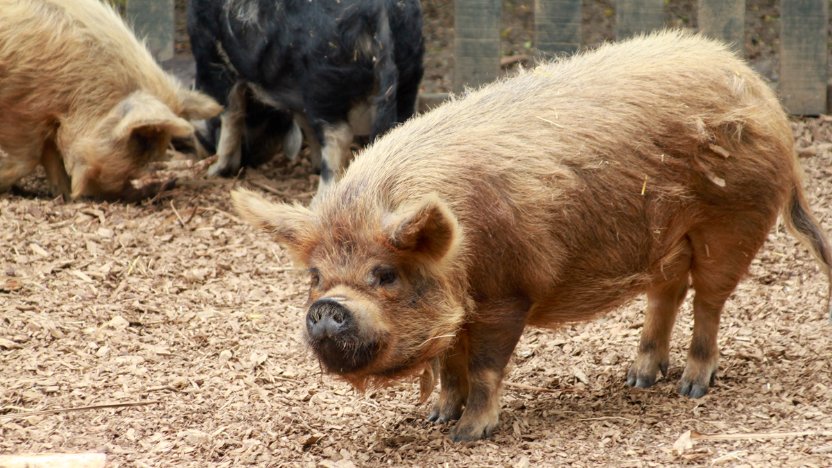 A ginger-colored pig with a shaggy coat stands on wood chips, with other pigs visible in the background.