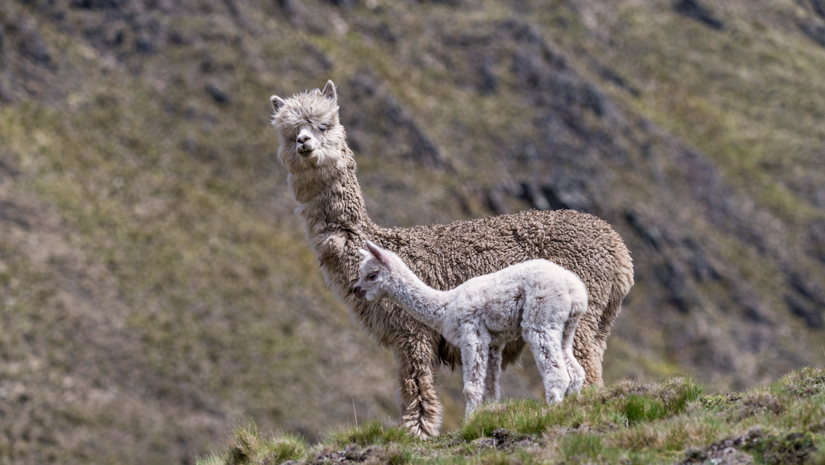 An adult alpaca and its cria standing on a grassy hillside.