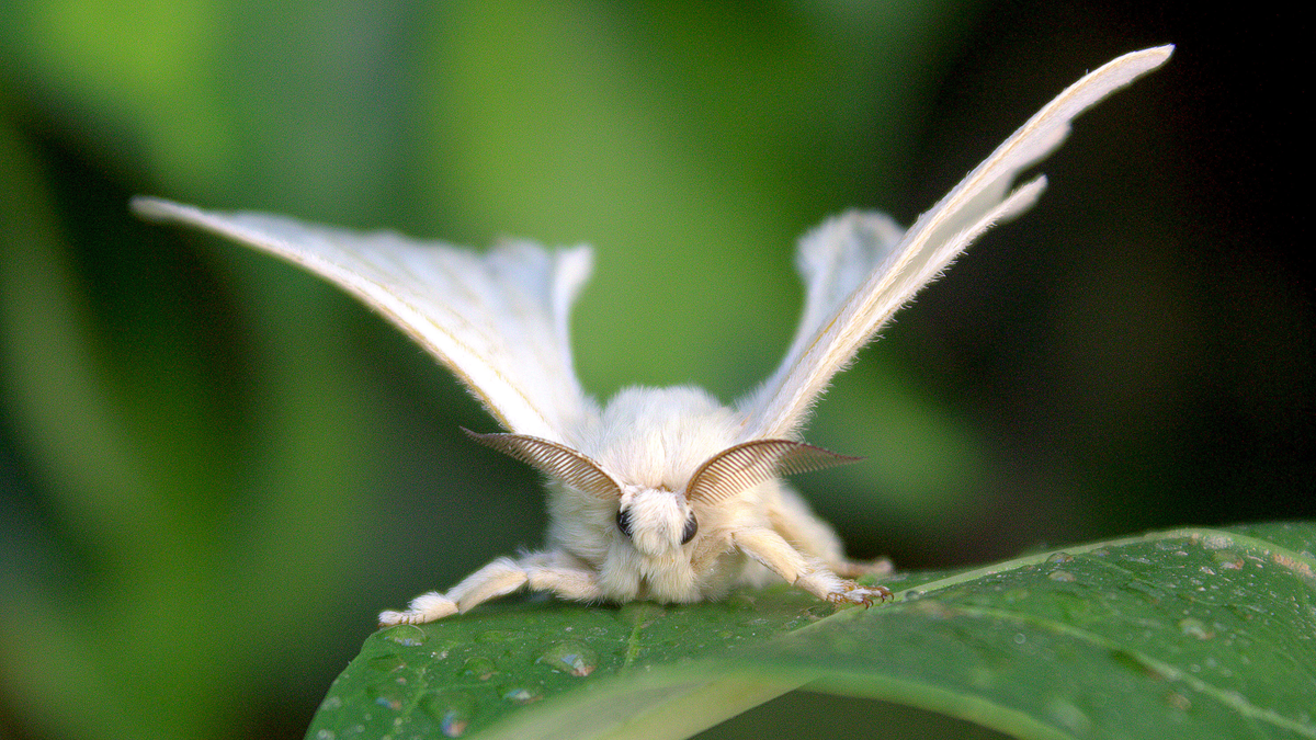 A fluffy white silkmoth with large, feathery antennae perched on a green leaf.