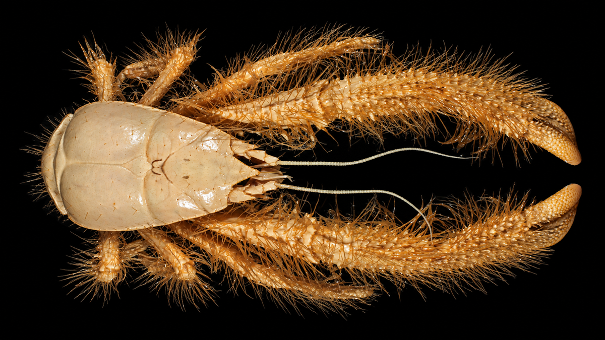 A close-up image of a hairy, light-brown crustacean with long claws, segmented legs, and antennae, shown on a black background.