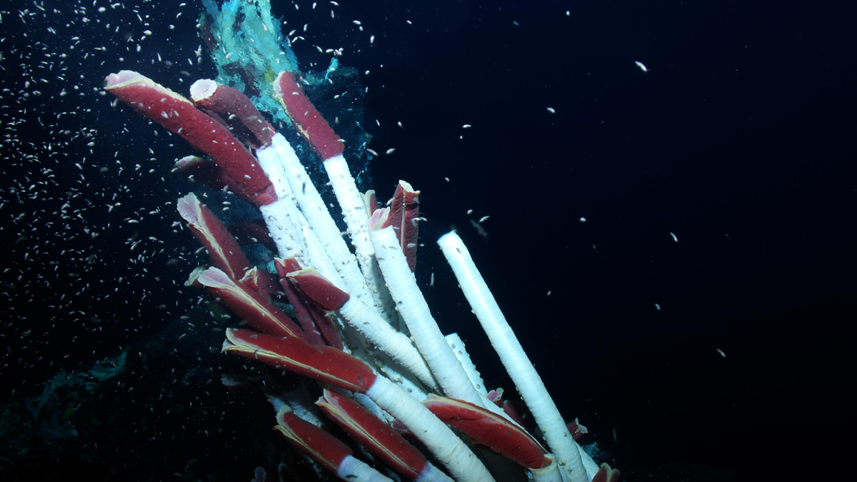 A cluster of deep-sea tube worms with white stalks and bright red plumes in dark ocean water.