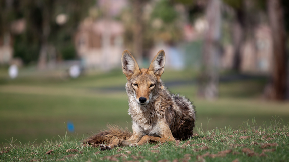 A coyote resting on a grassy hill, looking directly at the camera.