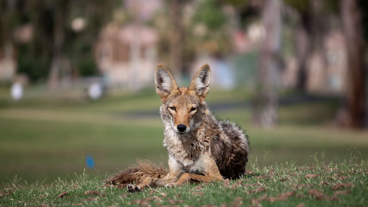 A coyote resting on a grassy hill, looking directly at the camera.