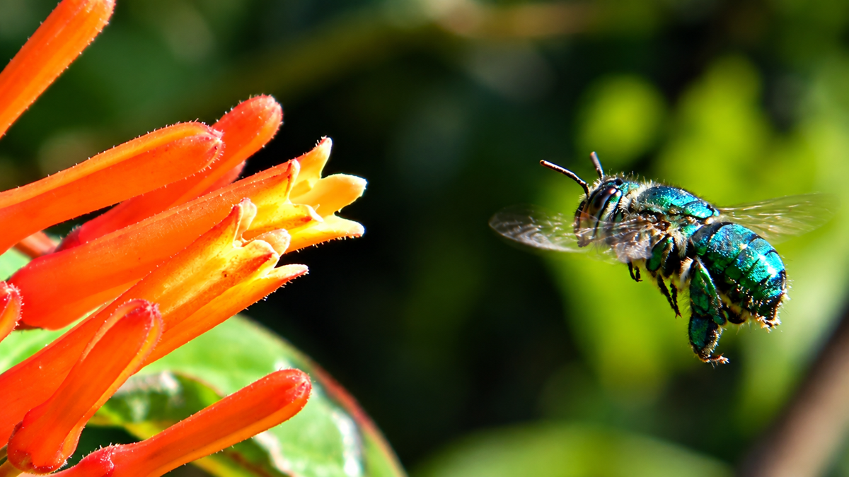 A metallic green bee hovers near the bright orange and yellow tubular flowers of a plant, with blurred green foliage in the background.