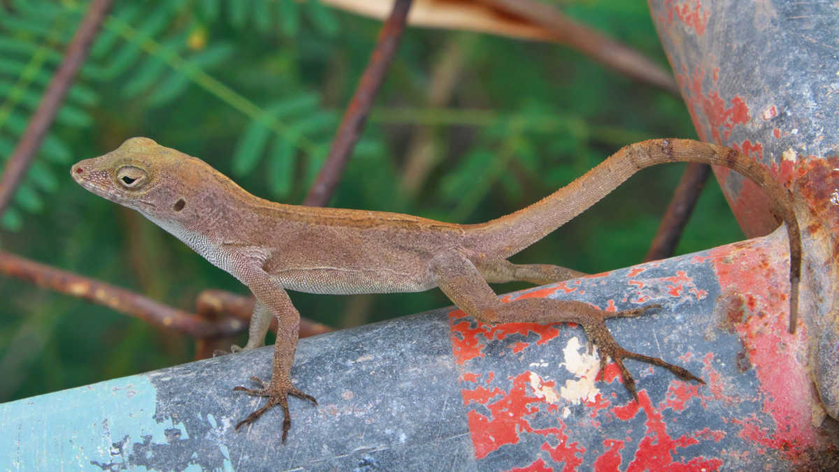 Wild animals. A brown anole lizard perched on a weathered, rusted metal pole.