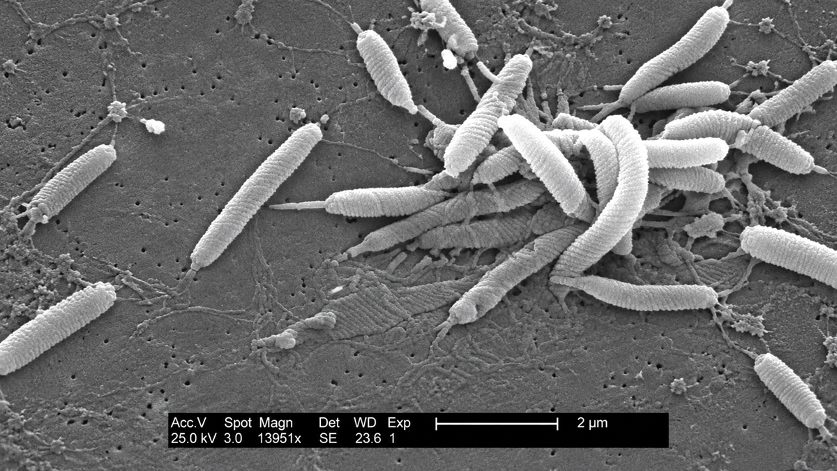 Scanning electron micrograph of rod-shaped, flagellated bacteria on a porous surface.