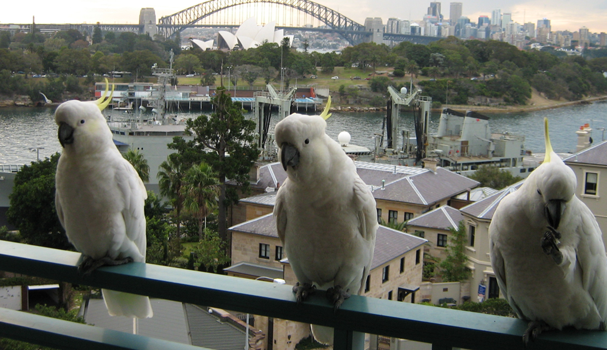 Three sulphur-crested cockatoos perched on a balcony railing overlooking Sydney Harbour with the Harbour Bridge and Opera House in the background.