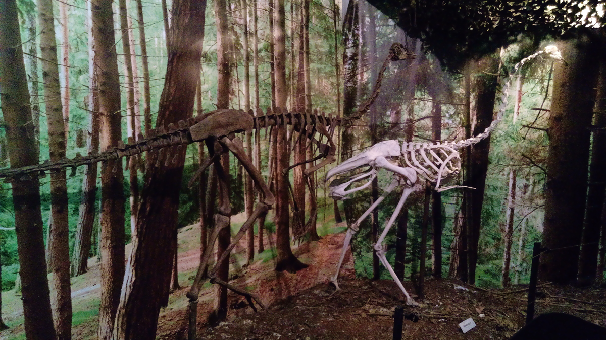 Two dinosaur skeletons posed in a forest exhibit.