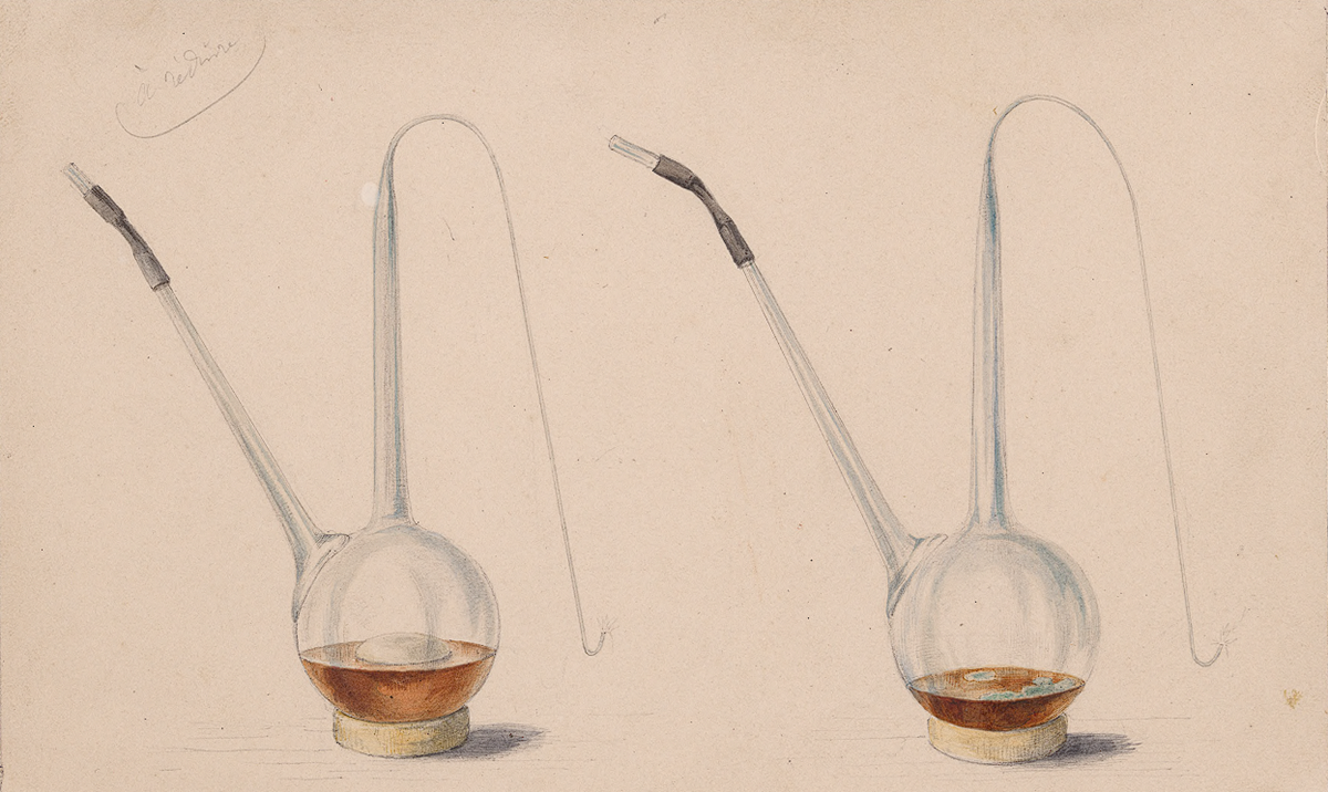 Watercolor illustration of two laboratory glass flasks, each with a long, thin bent neck and a side opening, containing amber liquid.