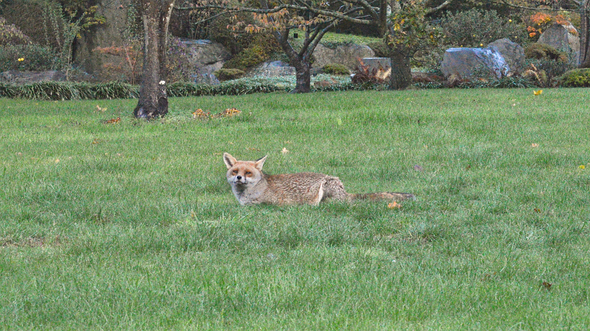 A fox lying in a grassy lawn.