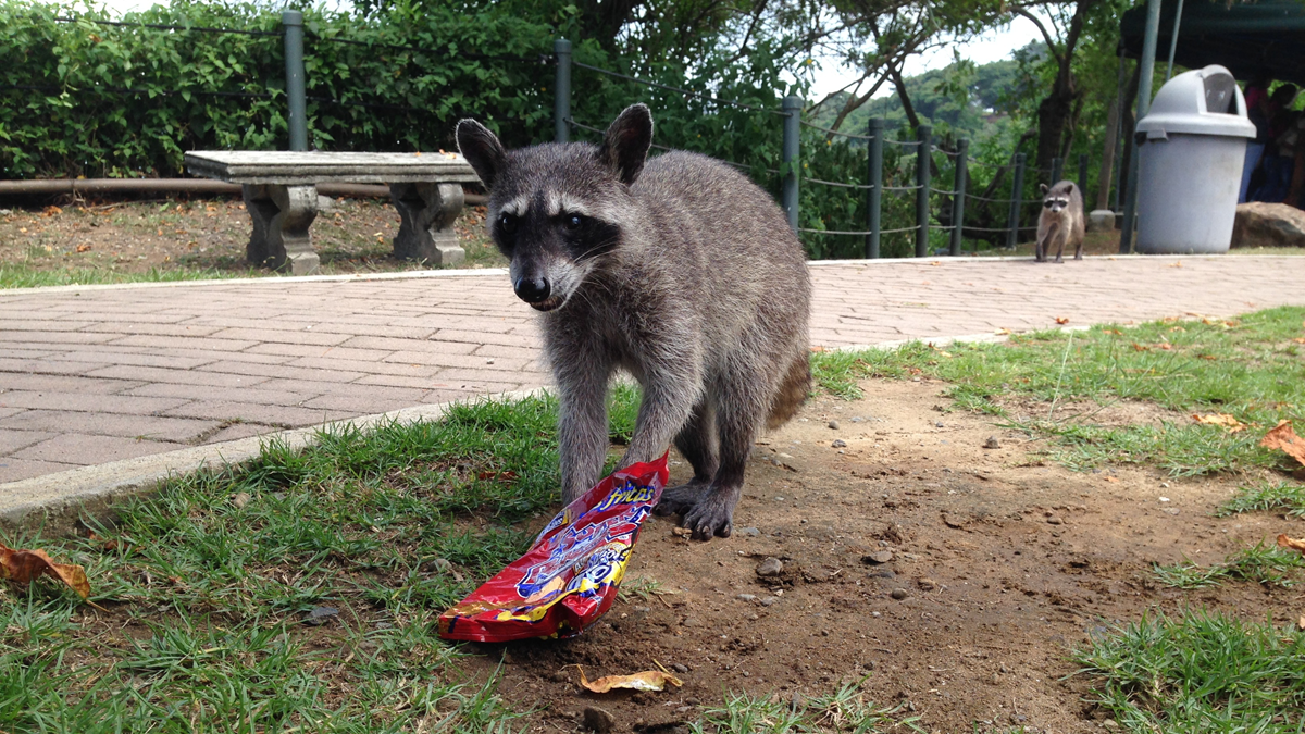A raccoon stands on the grass holding a red snack bag with its paws, while another raccoon walks in the background.