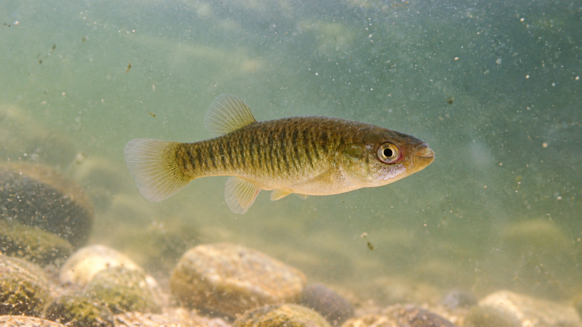 A small, olive-green fish with dark vertical stripes swimming in murky water above a rocky riverbed.
