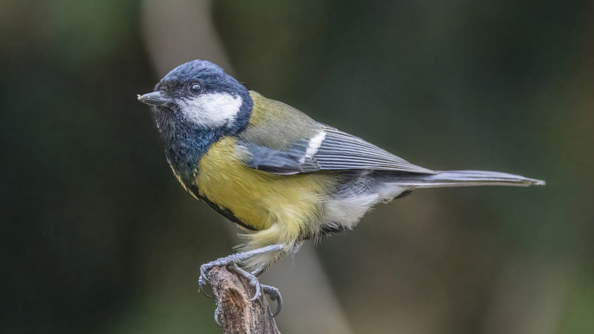 A great tit bird perched on a branch, showing its yellow chest, black head, and white cheek patch.