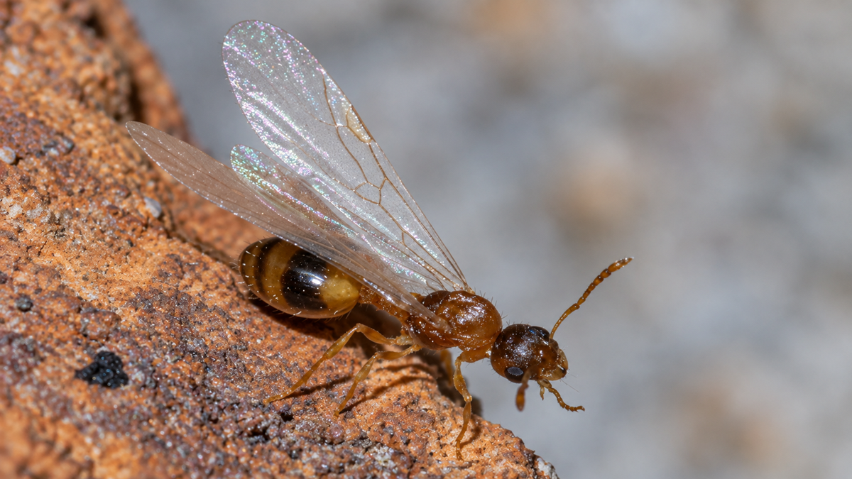 A winged ant perched on a textured, reddish-brown surface.