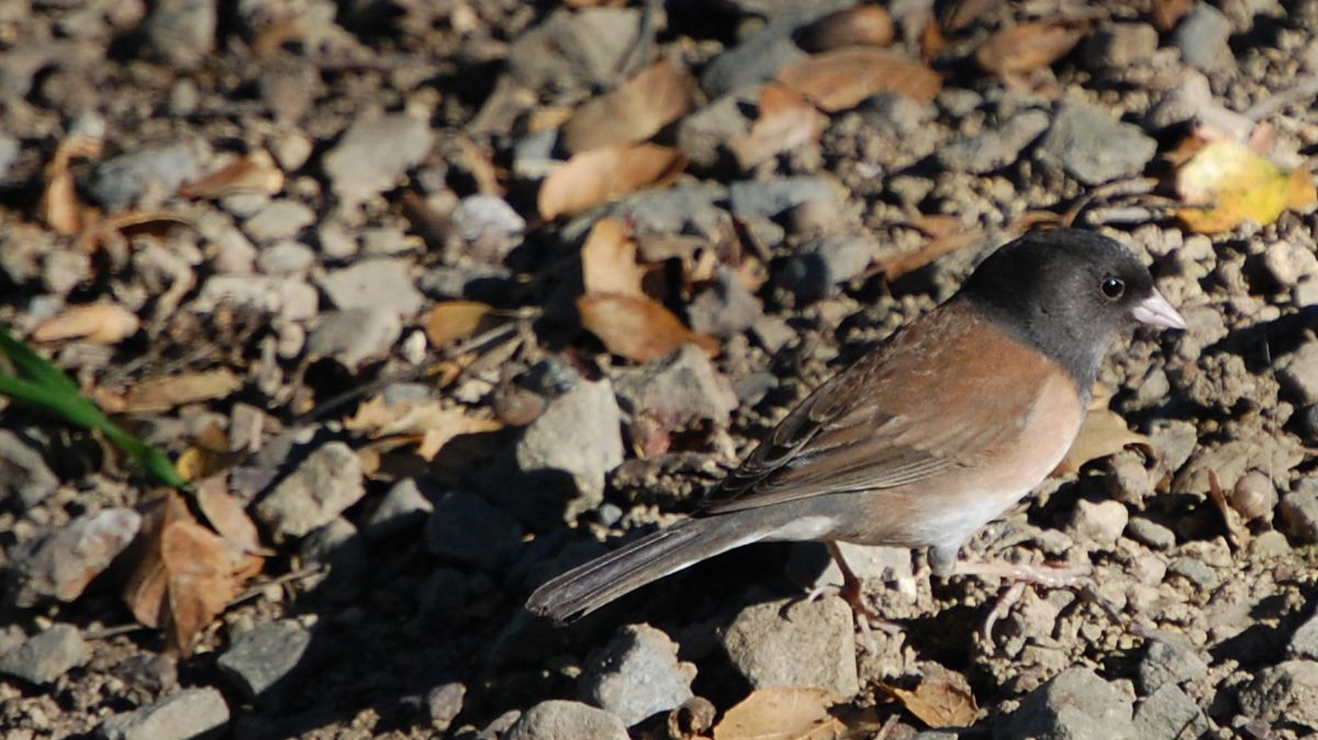 A dark-eyed junco with a grey head, brown back, and white belly stands on rocky ground with scattered leaves.