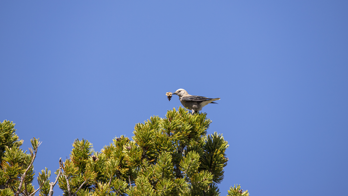 A bird stands on top of a pine tree against a clear blue sky, holding a pine cone in its beak.