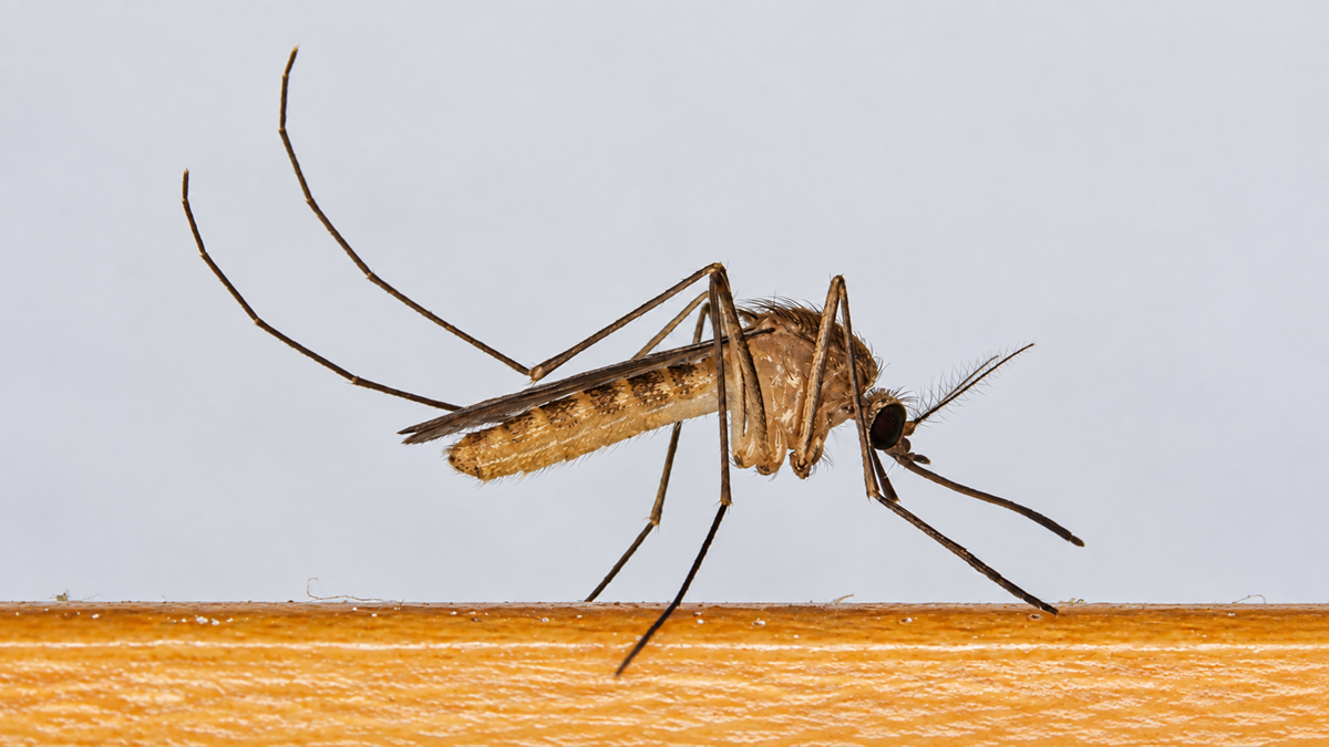 A mosquito standing on a wooden surface.