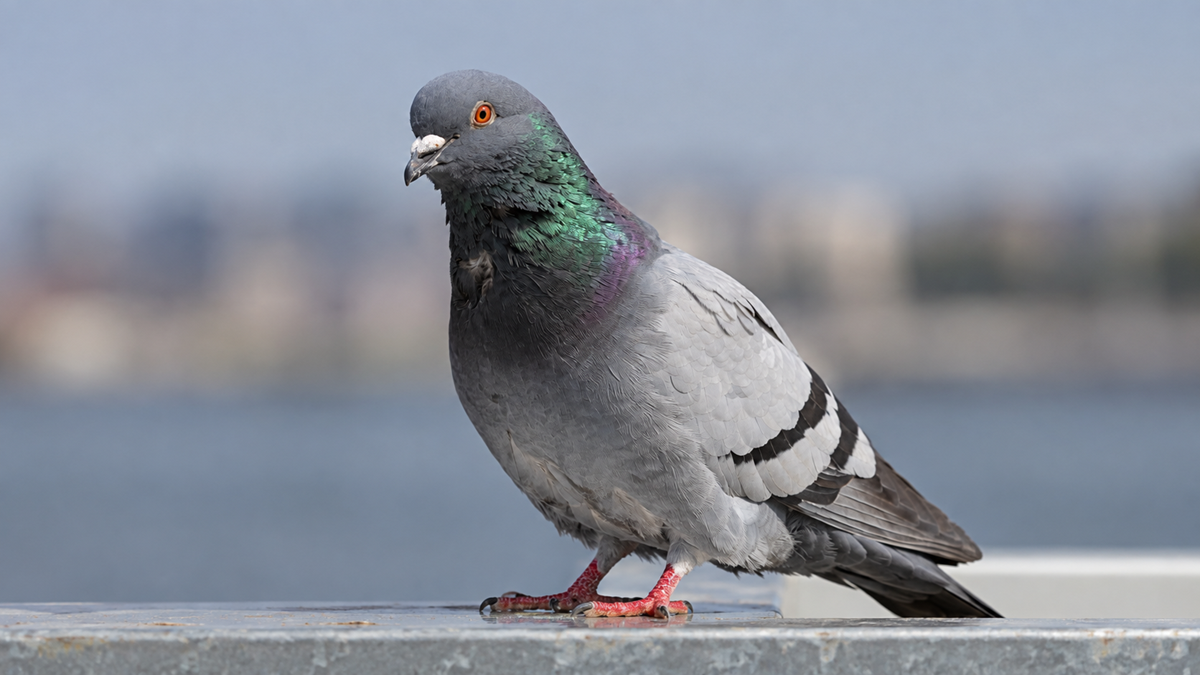 A grey pigeon with iridescent neck feathers standing on a ledge.