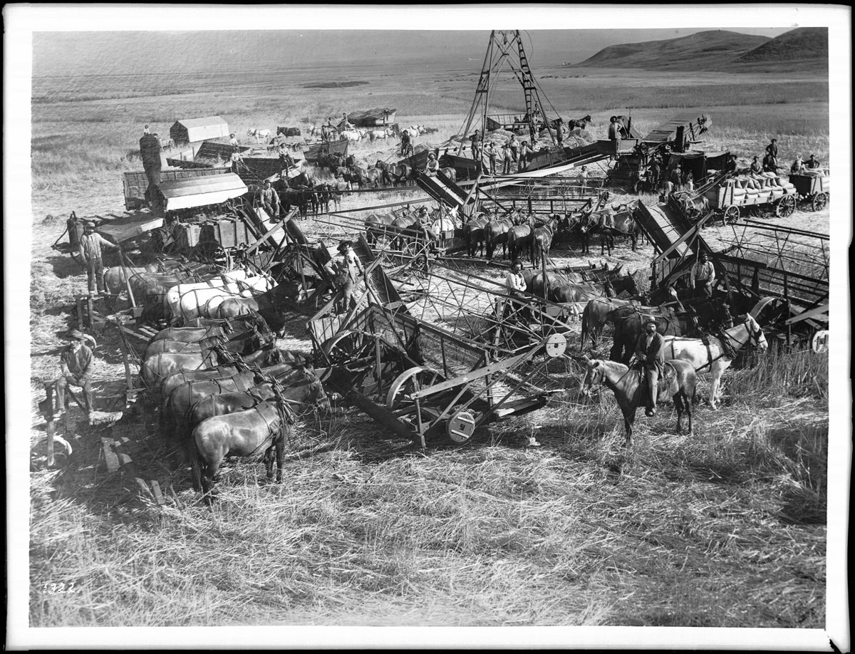 Vintage american farms. A large group of men with teams of horses operate a complex mechanical threshing machine in a field of harvested grain.