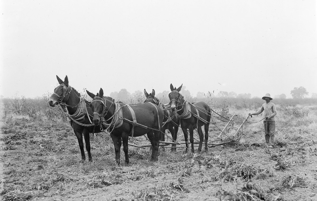 A man in a hat guides a team of three mules pulling a plow through a field.