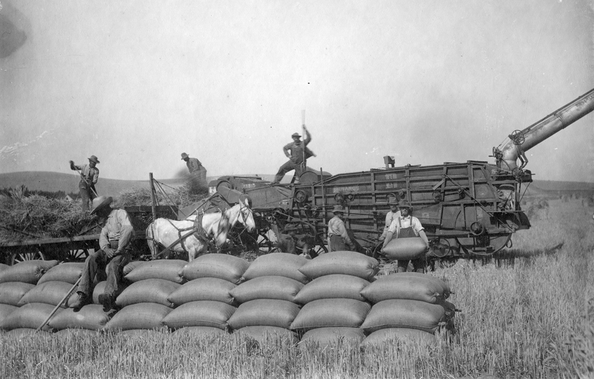 A group of men harvesting wheat with a threshing machine and horses, with stacks of filled grain sacks in the foreground.