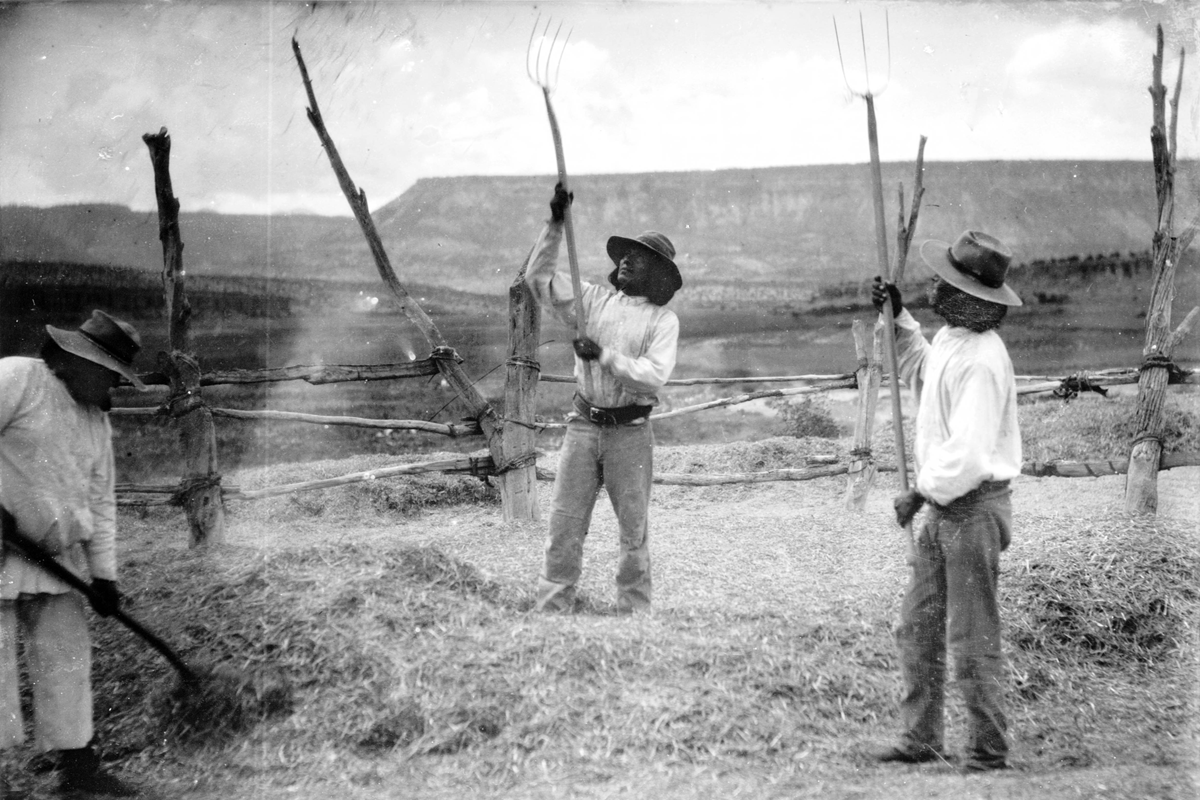 Three people wearing hats and long-sleeved shirts use pitchforks to work with hay in a field enclosed by a rustic wooden fence.