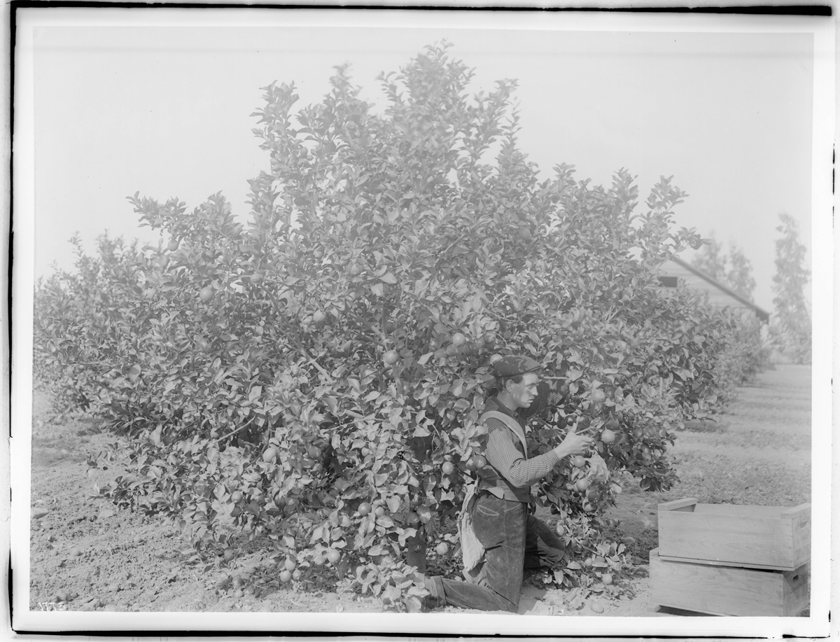 A man kneeling beside an orange tree, picking fruit into a wooden crate.