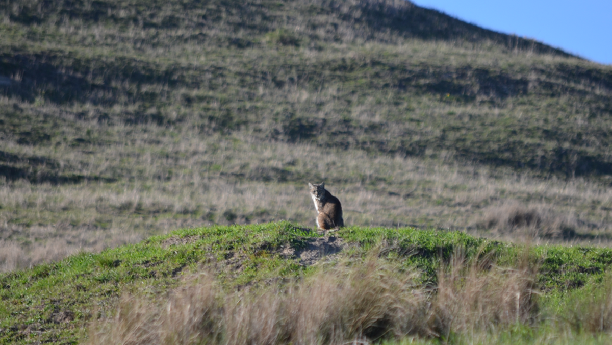 A bobcat sitting on a grassy mound in front of a hillside.