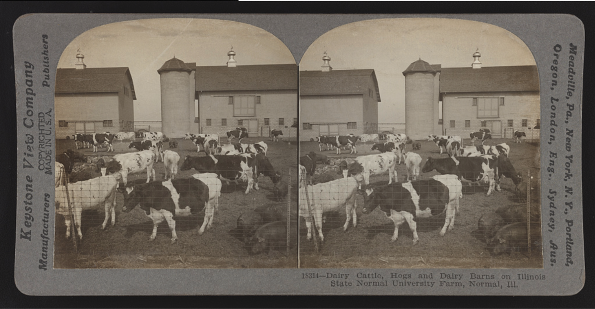 Stereoscopic photograph of dairy cattle grazing in a fenced yard in front of barns and silos at the Illinois State Normal University Farm.