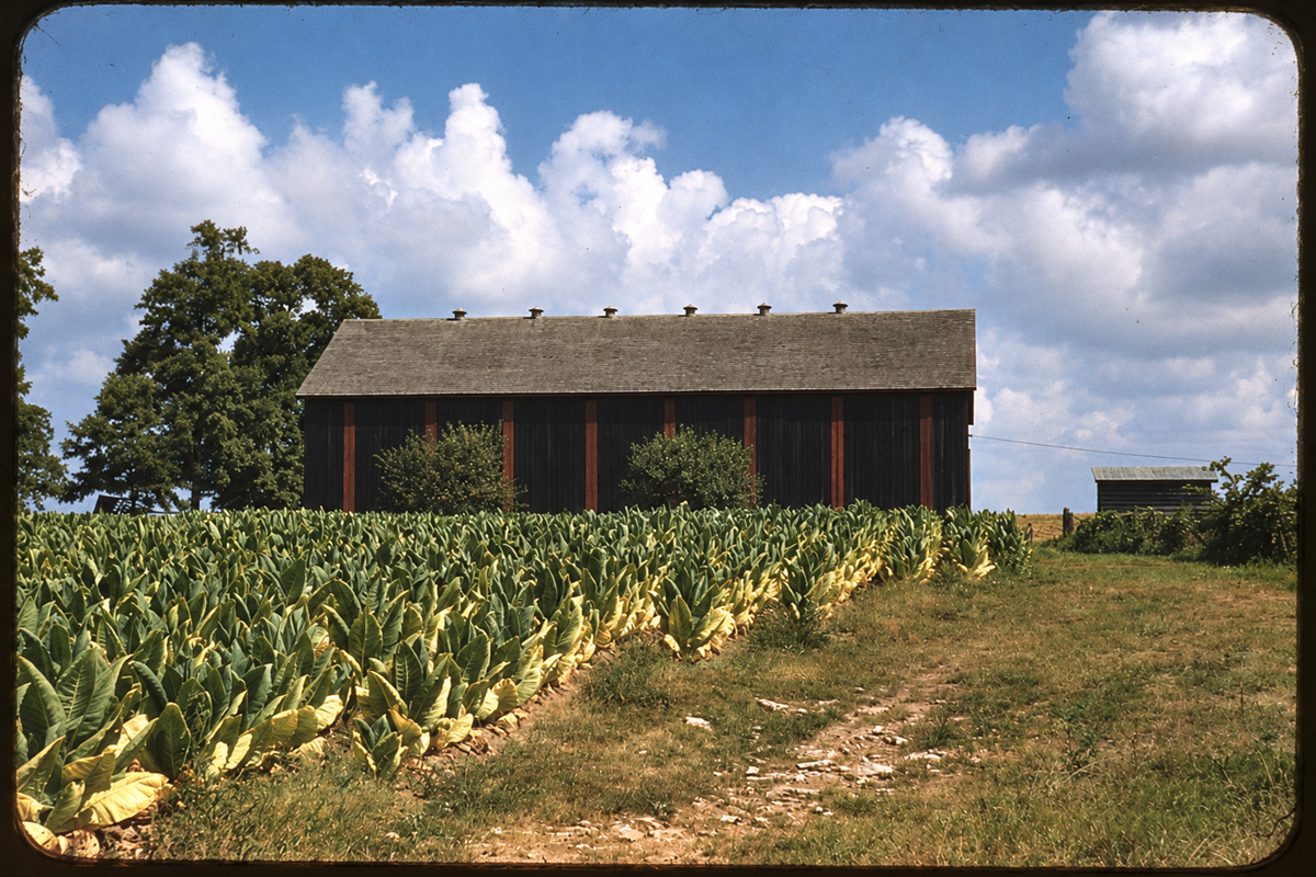A dark wooden tobacco barn sits behind a field of green tobacco plants under a bright blue sky with white clouds.